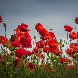 Mohnblumen von Annemarie van der Hilst