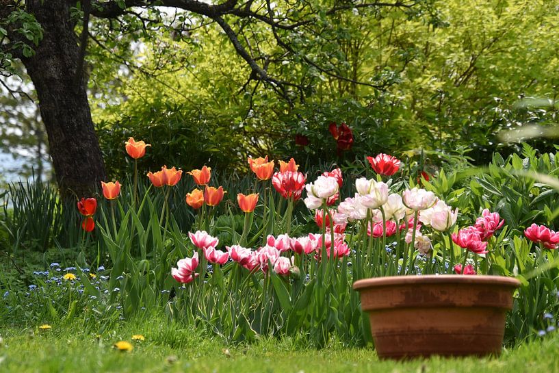 Tulips in the garden in spring by Claude Laprise