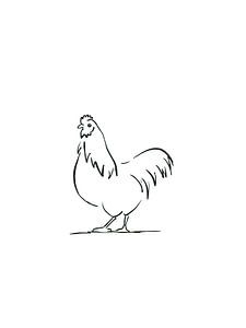 Coq