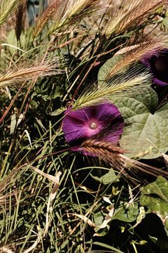 Morning Glory by Andrew Eargle