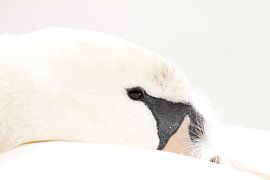 Nahaufnahme eines wilden Schwans von De_Taal_Fotograaf