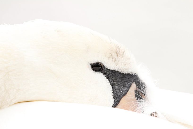 Close-up of wild swan by De_Taal_Fotograaf