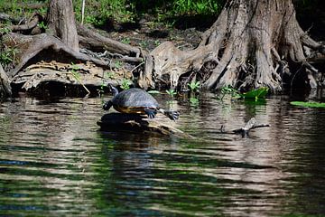 A turtle doing a balancing act by Frank's Awesome Travels