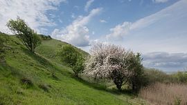 De oude appelboom van Lene Shannon