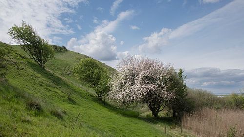 Le vieux pommier