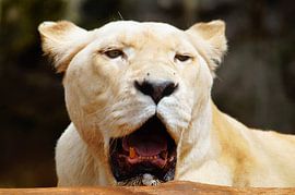 witte leeuw  von benny schoolmeester