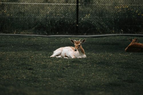 Ein Reh ruht friedlich im Sommergras