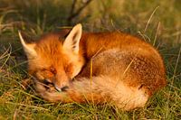 fox sleeping