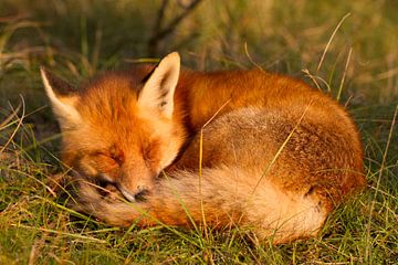 fox sleeping by Hanneke Ruijterlinde