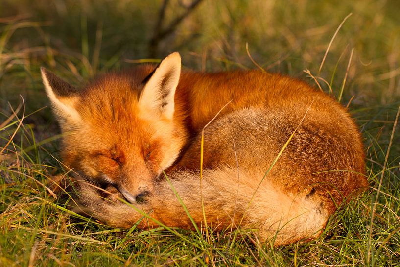 fox sleeping by Hanneke Ruijterlinde