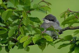 Junger Kapuzenwürger von Jan van Vreede