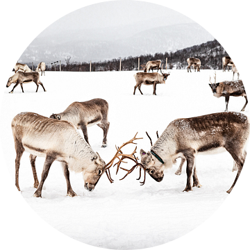 Kudde Rendieren In Noors - Lapland van Henrike Schenk