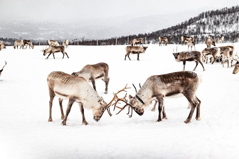Kudde Rendieren In Noors - Lapland van Henrike Schenk