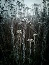 Ripe by Paul Glastra Photography thumbnail