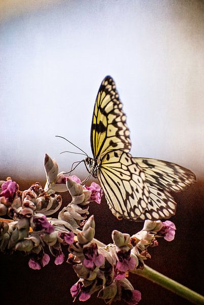 Vlinder bij Vlinders aan de Vliet von Robert van Hall