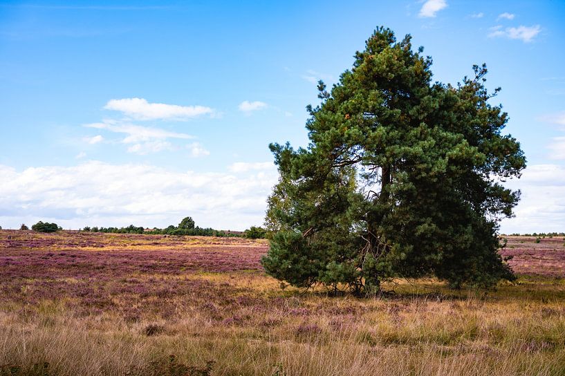 Tree on the heath by MdeJong Fotografie