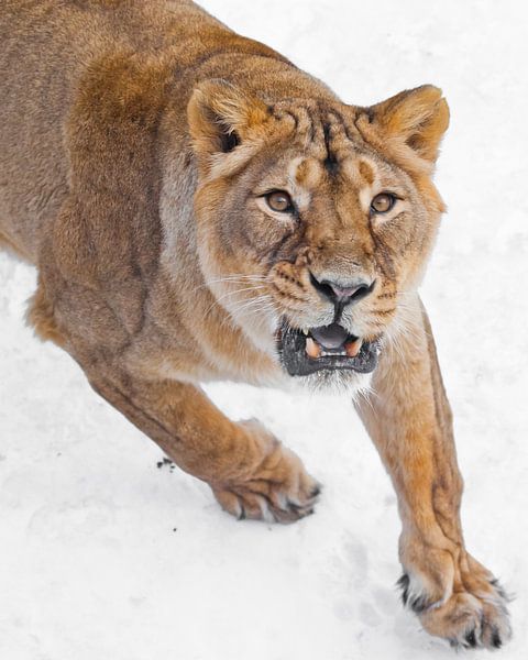 the evil predatory gaze of the yellow eyes, the menacing roar of the ajar toothy mouth. The front of by Michael Semenov