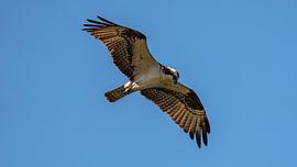 Chasse au balbuzard. sur Jaap van den Berg