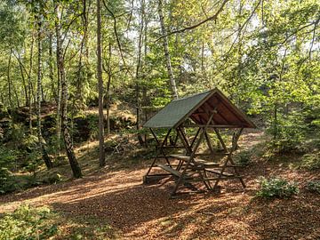 Kohlberg, Saxon Switzerland - Bench in birch forest by Pixelwerk