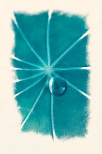 Goutte de rosée sur une feuille