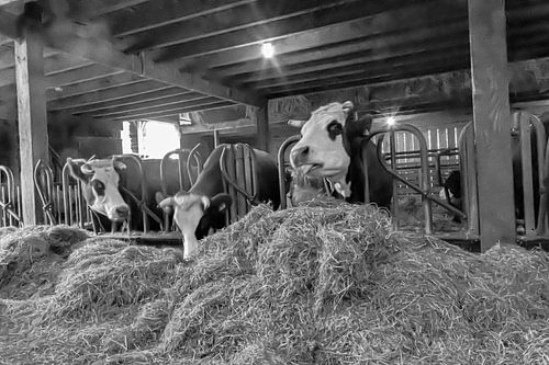 Koeien in oude koeienstal