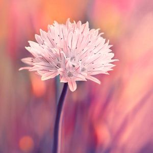 Schnittlauchblüte 