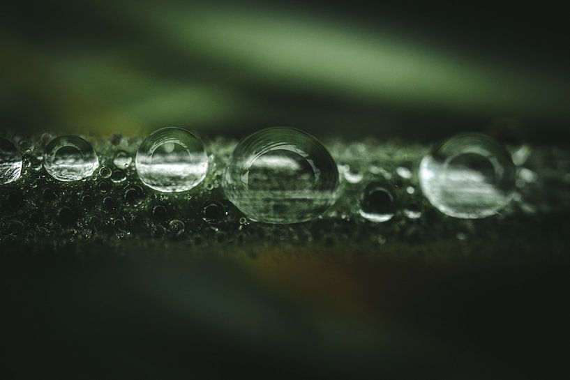 Close-up drops by Jan