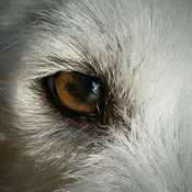 Johan Verbon Profilfoto