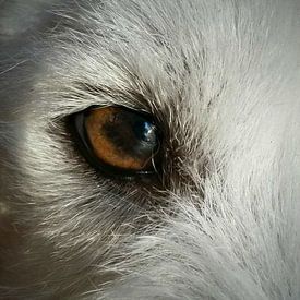 Johan Verbon Profilfoto