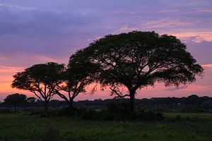 Sonnenuntergang im Murchison Falls National Park, Uganda