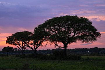 Coucher de soleil dans le parc national de Murchison Falls, Ouganda sur Alexander Ludwig