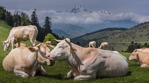 Koeien in de Pyreneeën