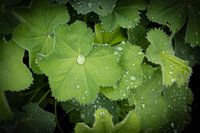 Rain