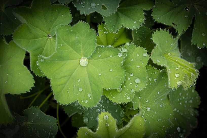 Rain by Rene van Heerdt