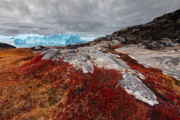 Red heather and rocks with icebergs in the background by Martijn Smeets