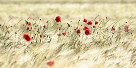 Een klaproos gedicht