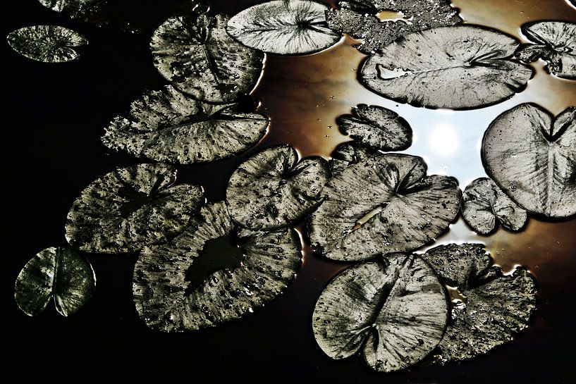 Pompebleden (Nymphaea alba) par Harrie Muis