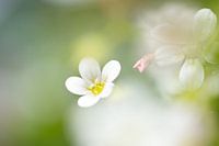 Klein bloemetje in focus