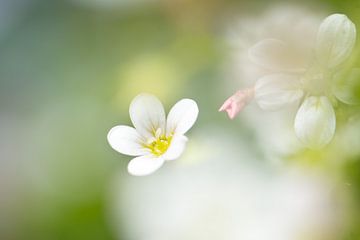 Kleine Blume im Fokus von Inge Smulders