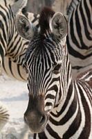 Jonge zebra