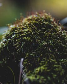 Moss on a fallen tree by Pim Haring