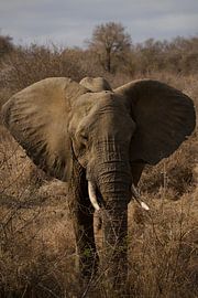 Elephant by David Blok