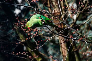 Groene halsband parkiet in een boom met bloesem in Amsterdam, Nederland van WorldWidePhotoWeb
