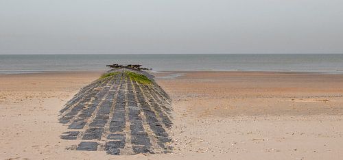 Golfbreker op het strand te Zeebrugge