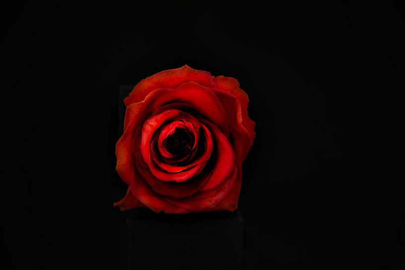 Rose Red by Roland de Zeeuw