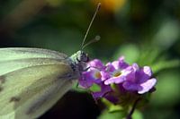 Schmetterling