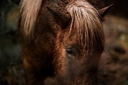 Paardenoog in Regenbos Intense Blik in Natuurlijke Demping