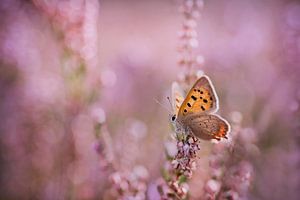 Ton-Schmetterling von Remco loeffen