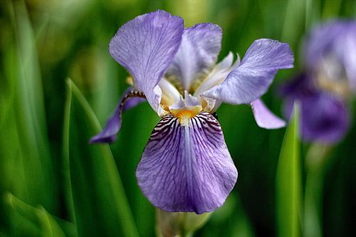 Iris