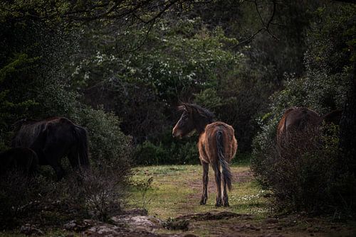 Giarapferde im Korkeichenwald